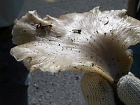 �E�X�q���^�P�H