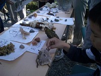 �̂��Ă����L�m�R�̕i�]��