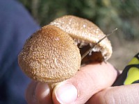 �L�c�l�m�`���u�N��