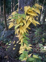 �؂Ɋ������c��