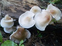 �����Ђ炽��