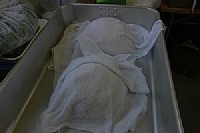 �s�U���n�A�Q�����܂�