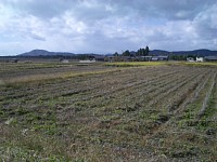 �哤�̓c���