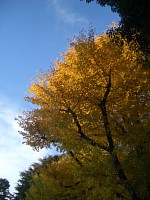 ���̃C�`���E