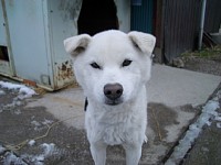 �V���Ɛ\���܂�