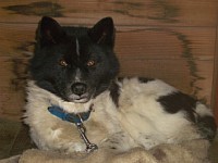 2��4����񂱂�