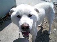 4��17���V��