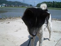 �Ȃ񂩗����Ă郏��