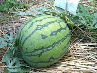 ���_��őn��܂����A���M��̃X�C�J