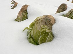 ��ɂ��ꂽ����