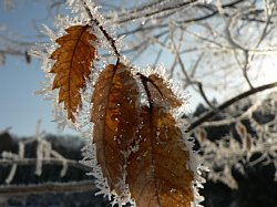 �X�̌����������͗t