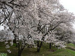 ������̍�����