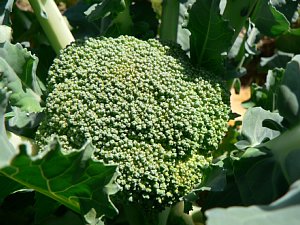 �_�Ƒ̌��@�u���b�R���[