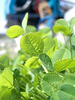 �N���[�o�[