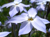 �L���C�Ȃ���