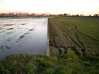 4���̌Ζk�̕��i