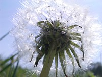 �L���L���P���Ȗ�