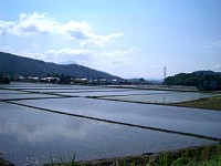 �t�̓c���i��