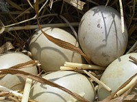 ������̗��𔭌��I�I