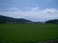 �Ă̓c���i��