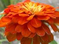 �I�����W