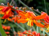 �I�����W�F�̉�