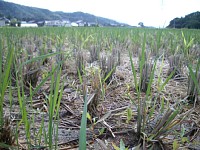 ���n��̓c���