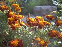 �}���[�S�[���h