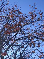 ���ɂ��A�`���~���Ă������ł�