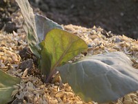 �t�L���x�c