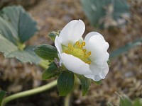 �C�`�S�̉�