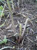 ���ڂ��̗t