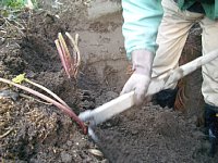 ���ڂ��A�@��N����