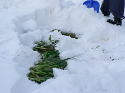 �l�M�������Ă��܂���