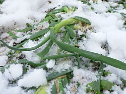 ������Ă؂����ƂȂ����l�M