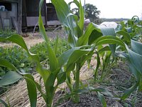 とうもろこし