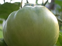 朝陽に光るトマト