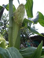 とうもろこしの実