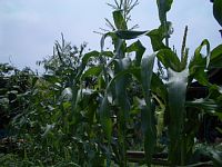 とうもろこしの幹