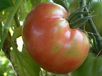 赤いトマトを発見