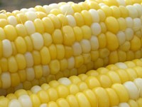 �Ƃ����낱��