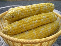 �Ƃ����낱��