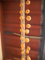 つりんぼ、真下から