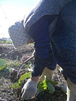 政子おばあちゃん