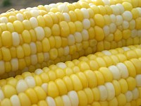 �Ƃ����낱��