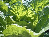 �͂�����