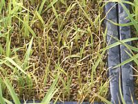 �ۂɐN���ꂽ�c