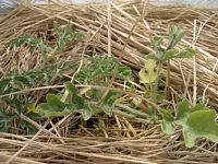 6��1���n�i