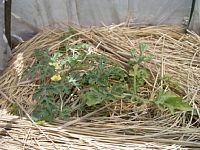 6��5���n�i