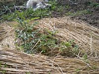 ���C�ȃn�i�����